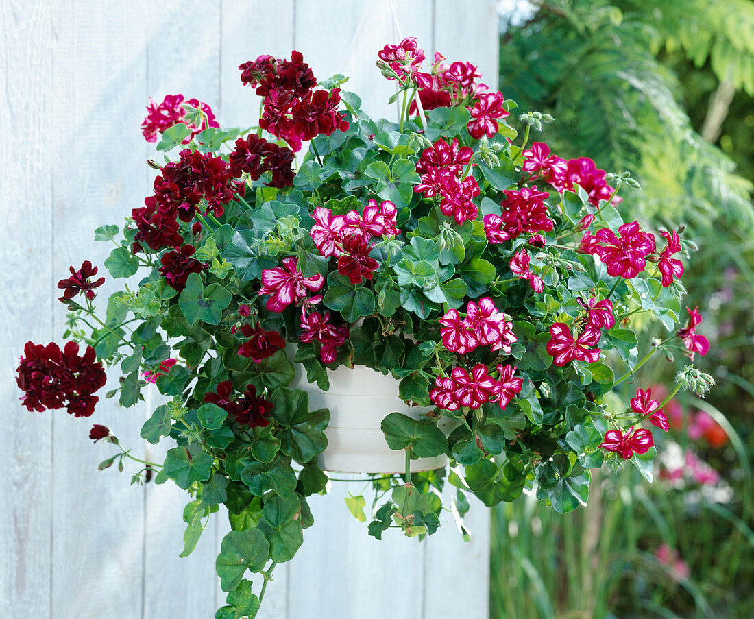 Pelargonium-Ampel, Pelargonium peltatum-Hybr. 'Explosive'