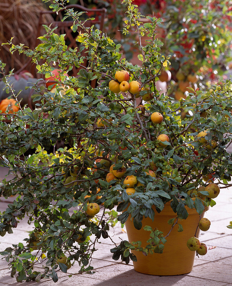 Chaenomeles hybrid (ornamental quince)