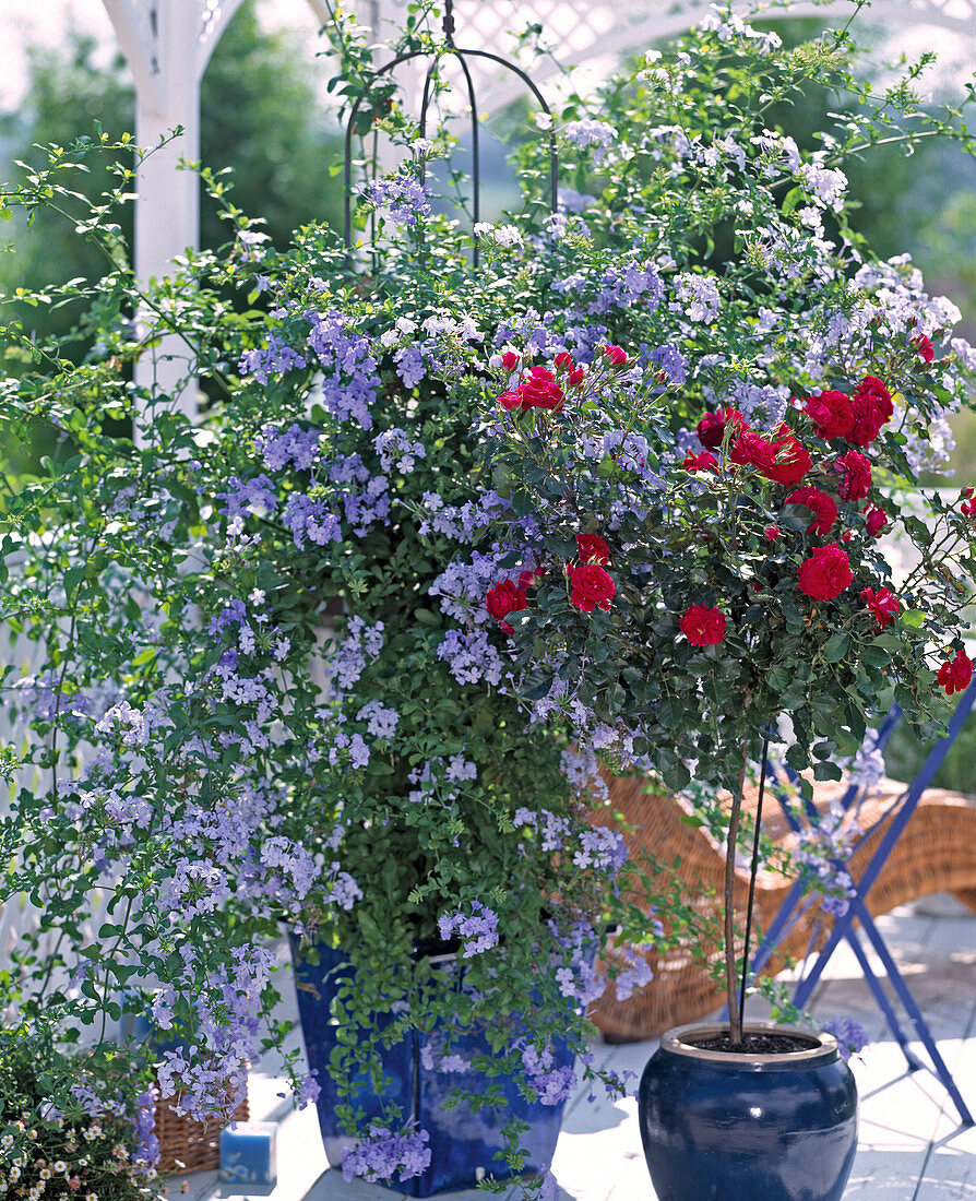 Stämmchenrose, Plumbago auriculata / Bleiwurz