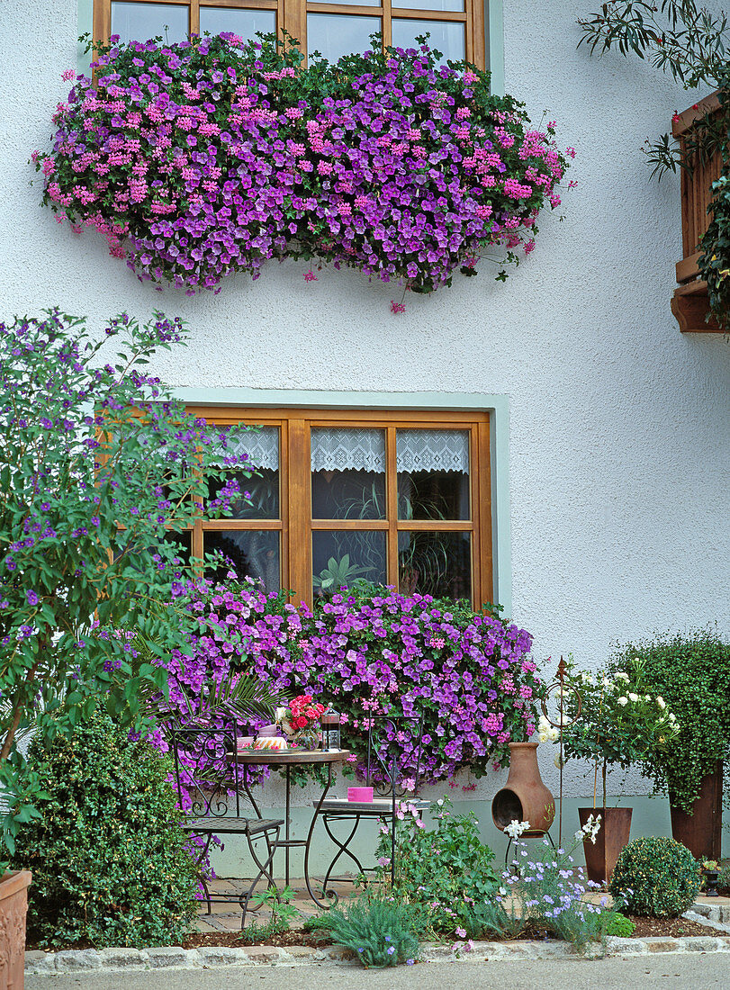 Window and balcony with Petunia surfinia 'Sky Blue'