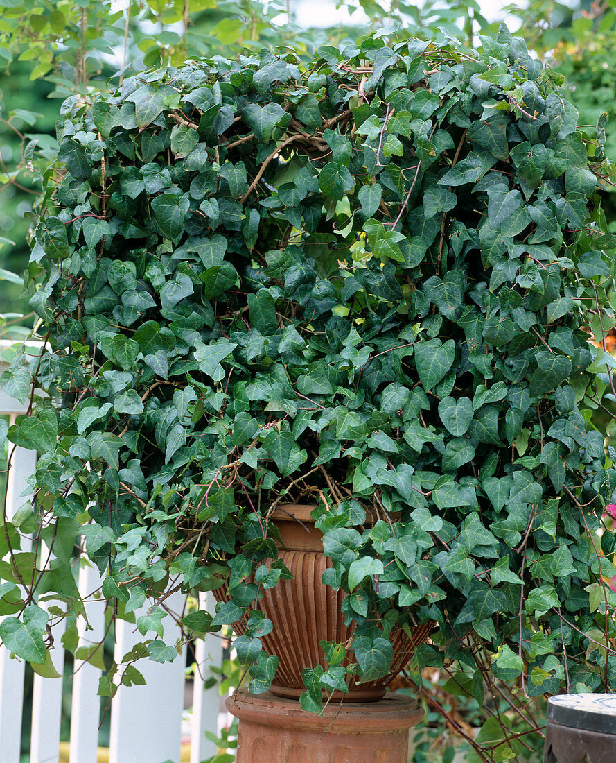 Hedera helix (ivy) as a grown wreath