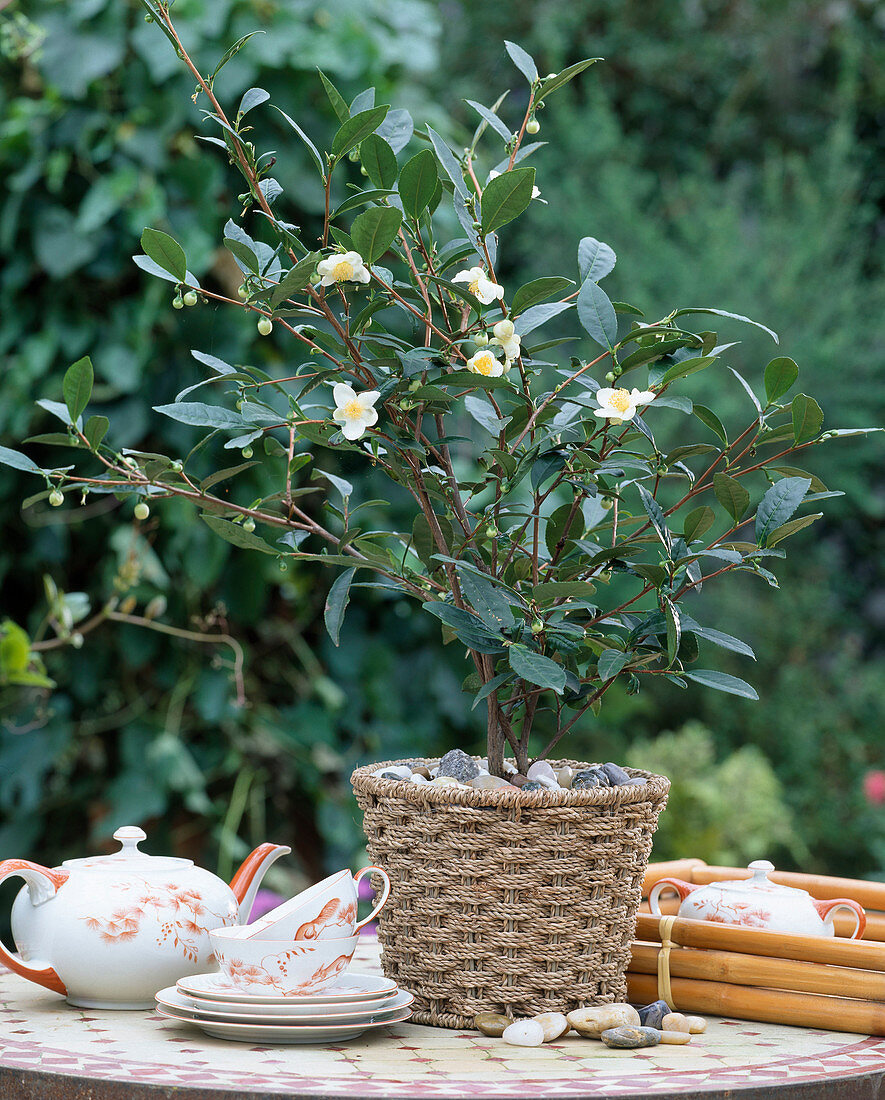 Camellia sinensis (tea bush)