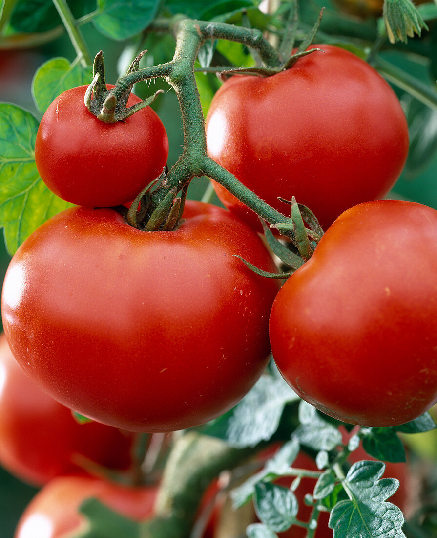Tomato 'Culina f1'