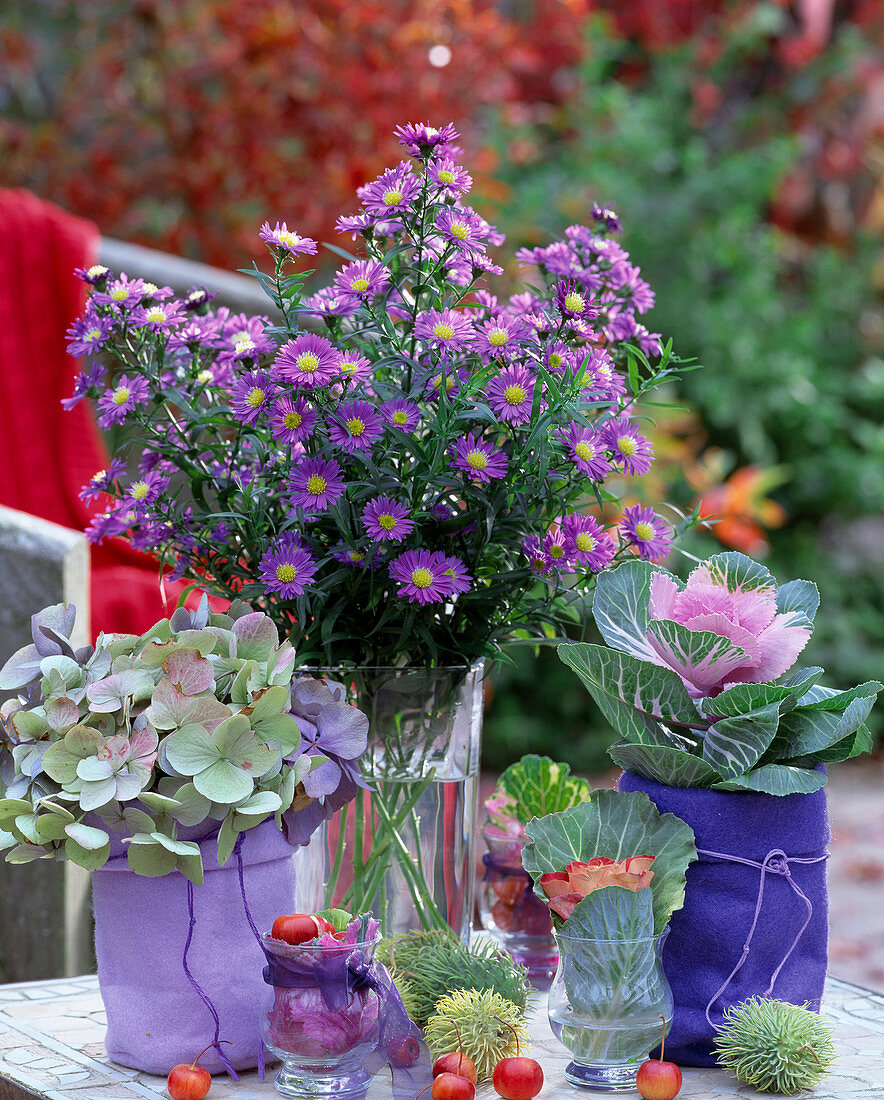 Aster, Hydrangea, Brassica