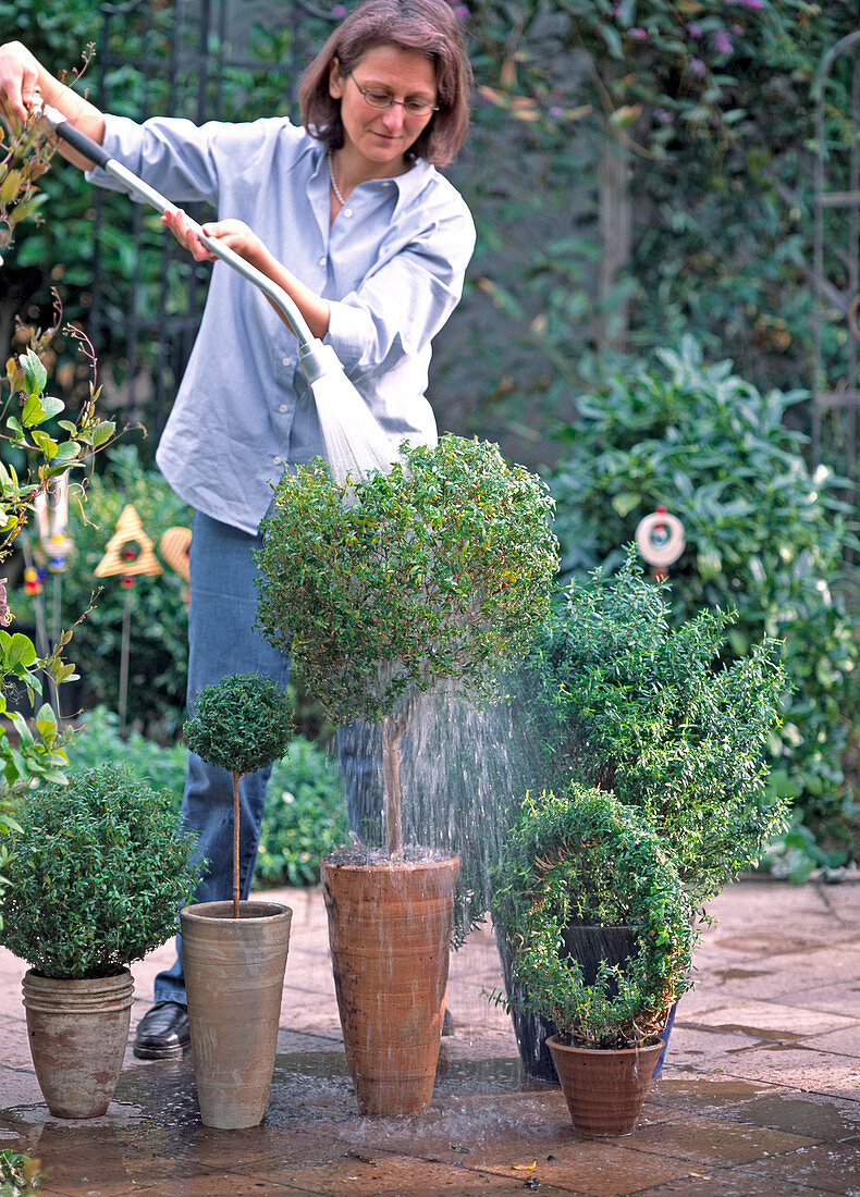 Rinsing potted plants in the spring on a warm day
