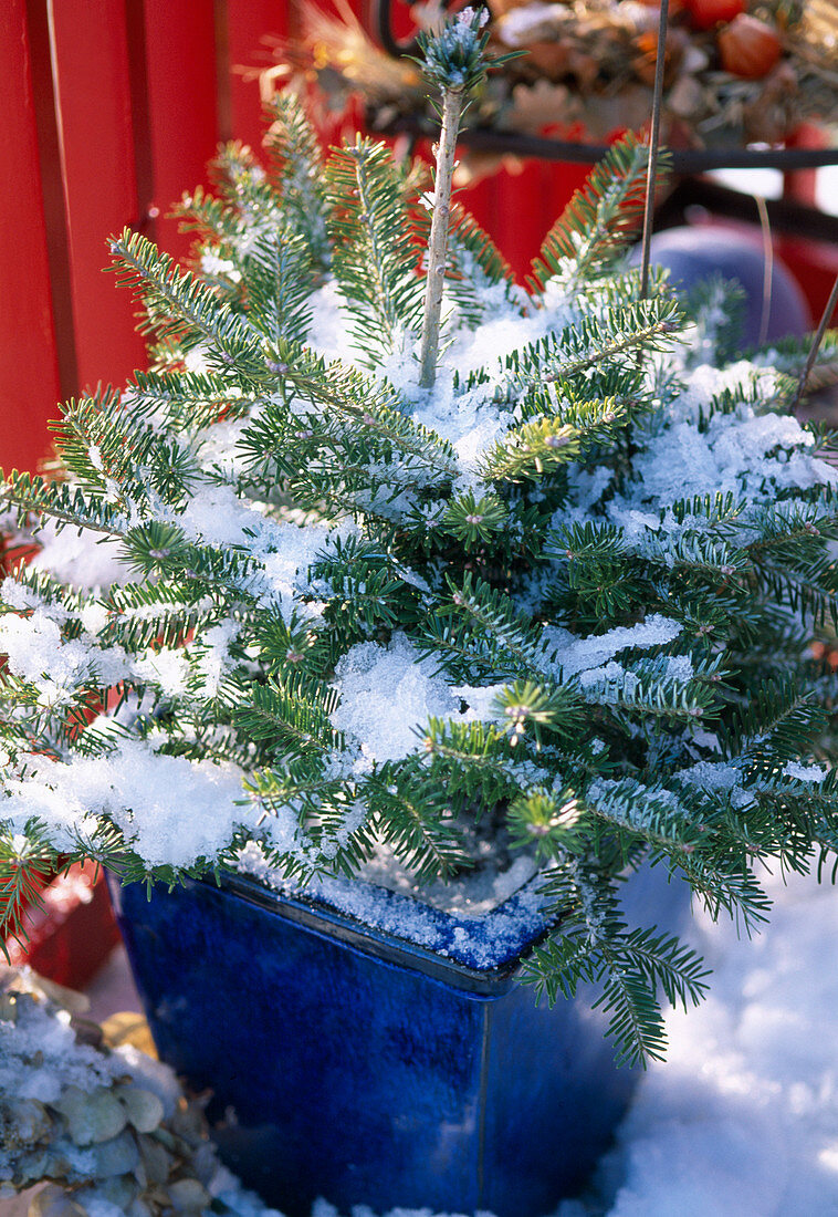 Abies koreana / Koreatanne