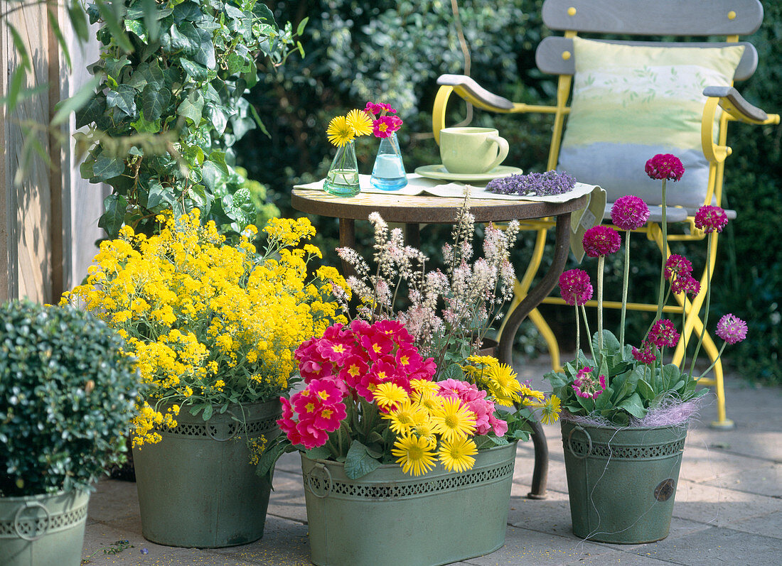 Pots with Alyssum saxatile 'Berggold', Primula elatior 'Crescendo