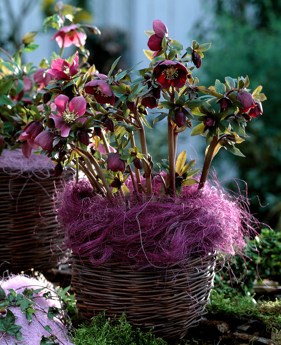 Helleborus orientalis