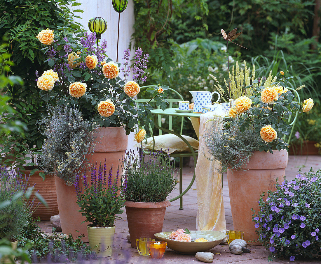 English Roses, David Austin 'Golden Celebration', Lavandula