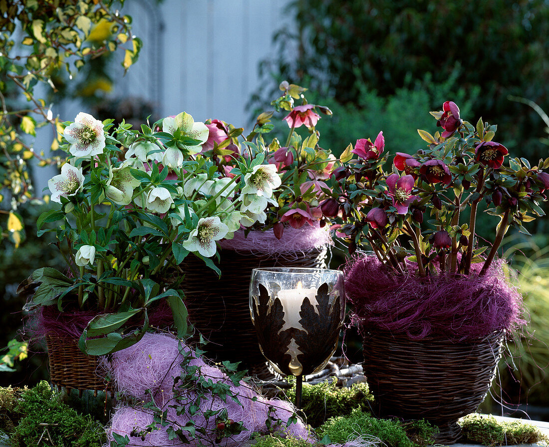 Helleborus orientalis / Lenzrose mit weißen und roten Blüten