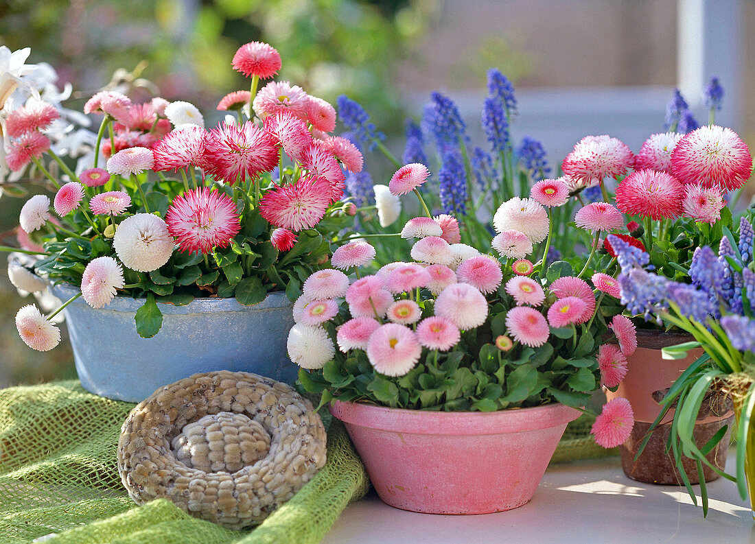 Bellis perennis 'Tasso Rosa', 'Tasso Weiß', Bellis habanera