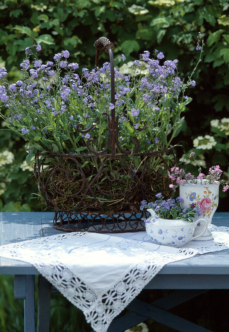 Myosotis sylvatica / Vergißmeinnicht mit rosa und blauen Blüten