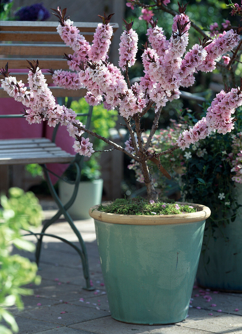 Prunus persica 'Crimson var. Bonfire'/ Zwergpfirsich in Topf