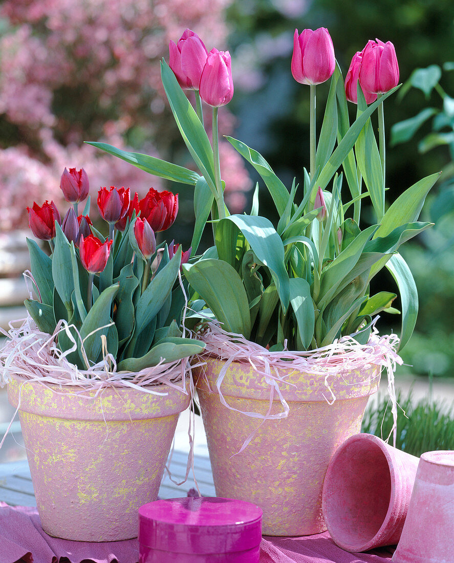 Tulipa-Hybr. 'Blue Diamond', 'Abra' (rot)