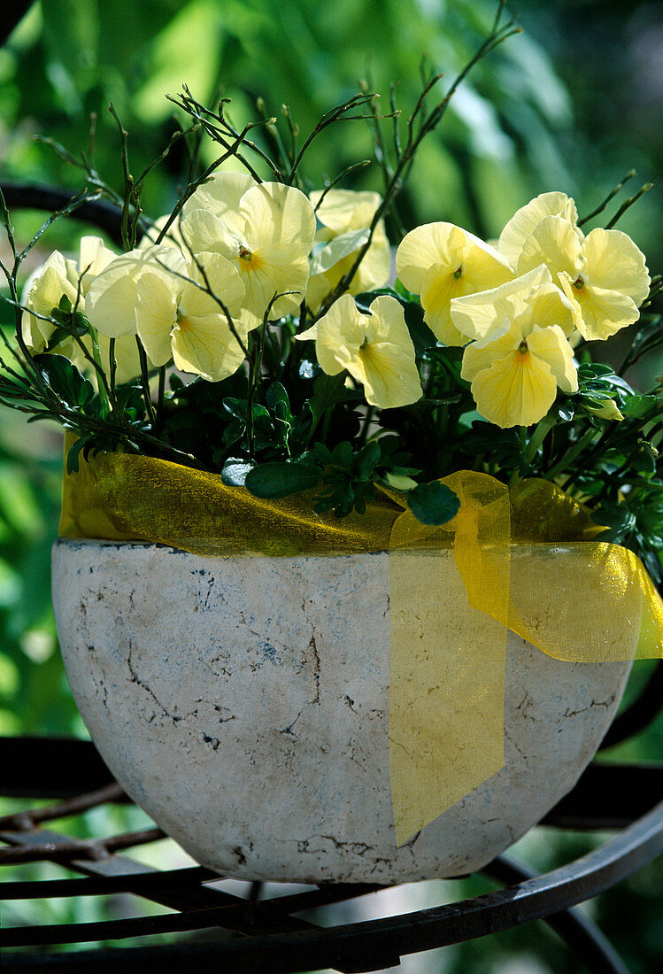 Viola cornuta 'Patiola Pure Lemon Yellow'