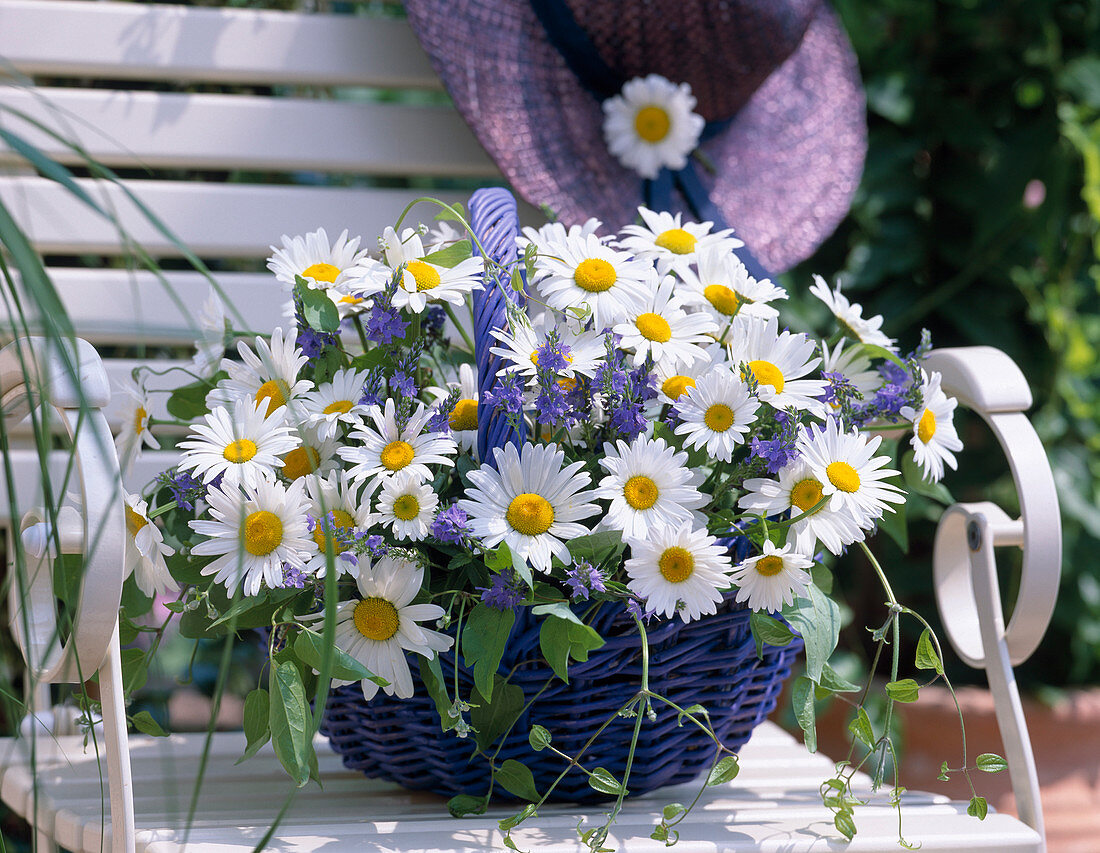 Blauer Korb mit Argyranthemum / Margeriten, Veronica