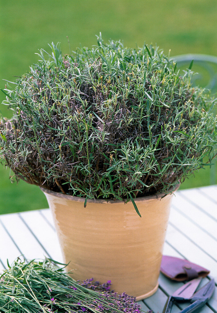 Lavendel zurückschneiden