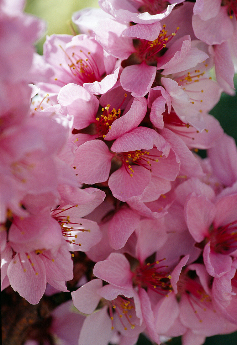 Prunus persica 'Amber var. Pixzee' (dwarf peach) flower