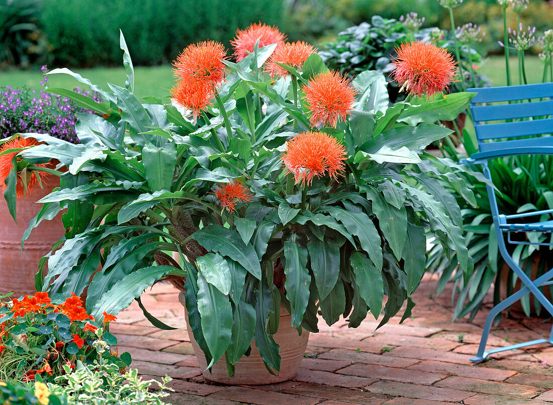 Haemanthus coccineus / Blutblume