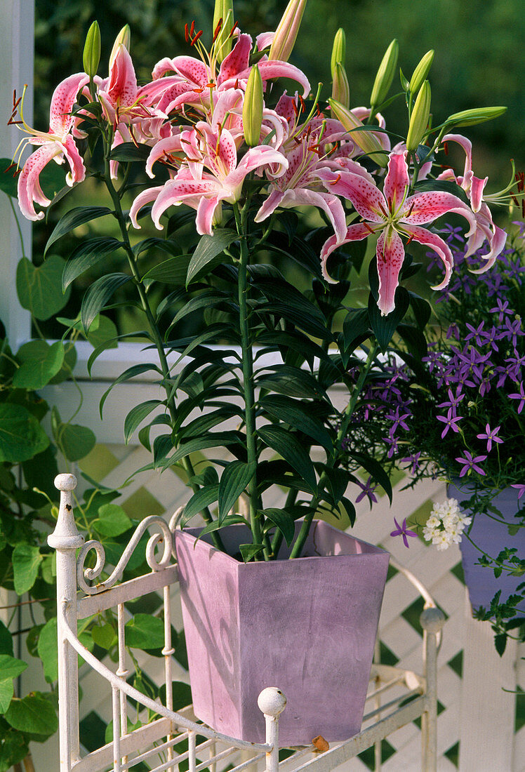 Lilium 'Stargazer'