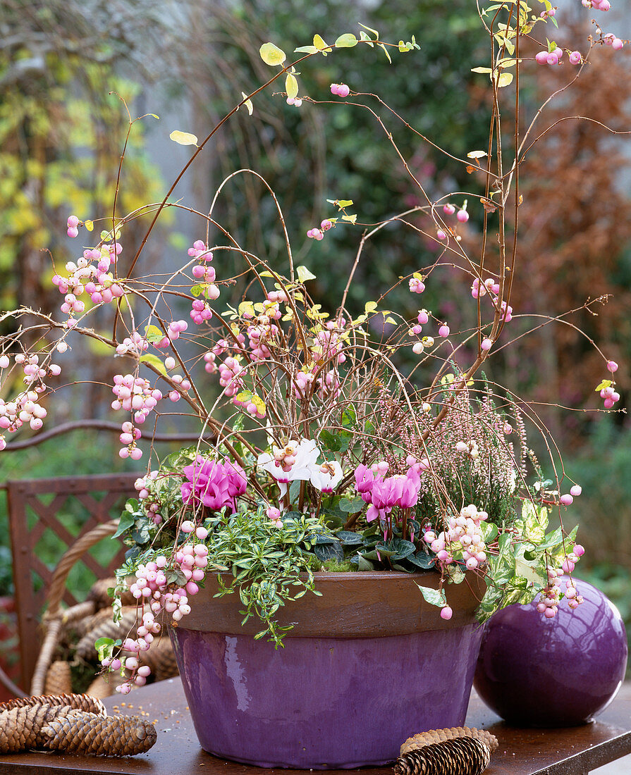 Bowl with Cyclamen persicum cyclamen, Symphoricarpos snowberry