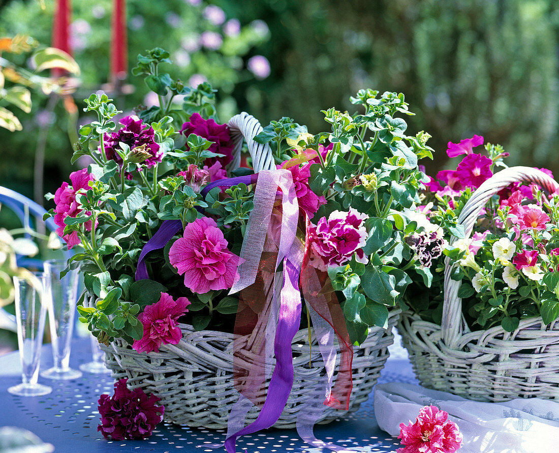 Basket with Petunia 'Double Pirouette' in different colors