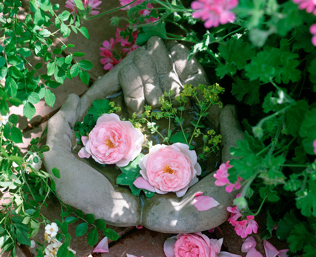 Hände aus Zement als Vogeltränke mit Rosa 'Mary Rose'