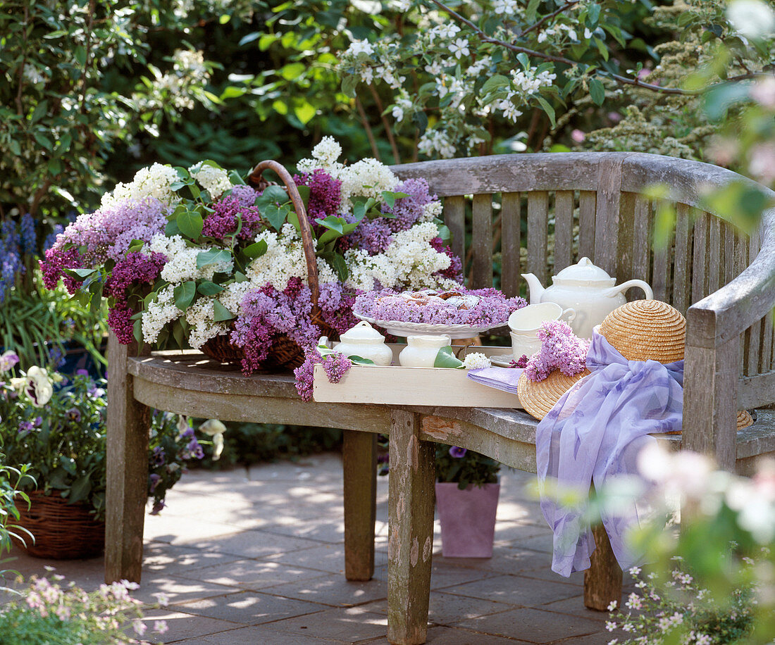 Garden bench, basket of Syringa vulgaris (lilac)