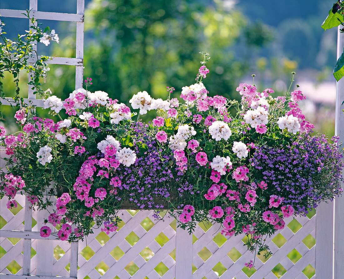 Pelargonium zonale 'Rocky Mountain White'