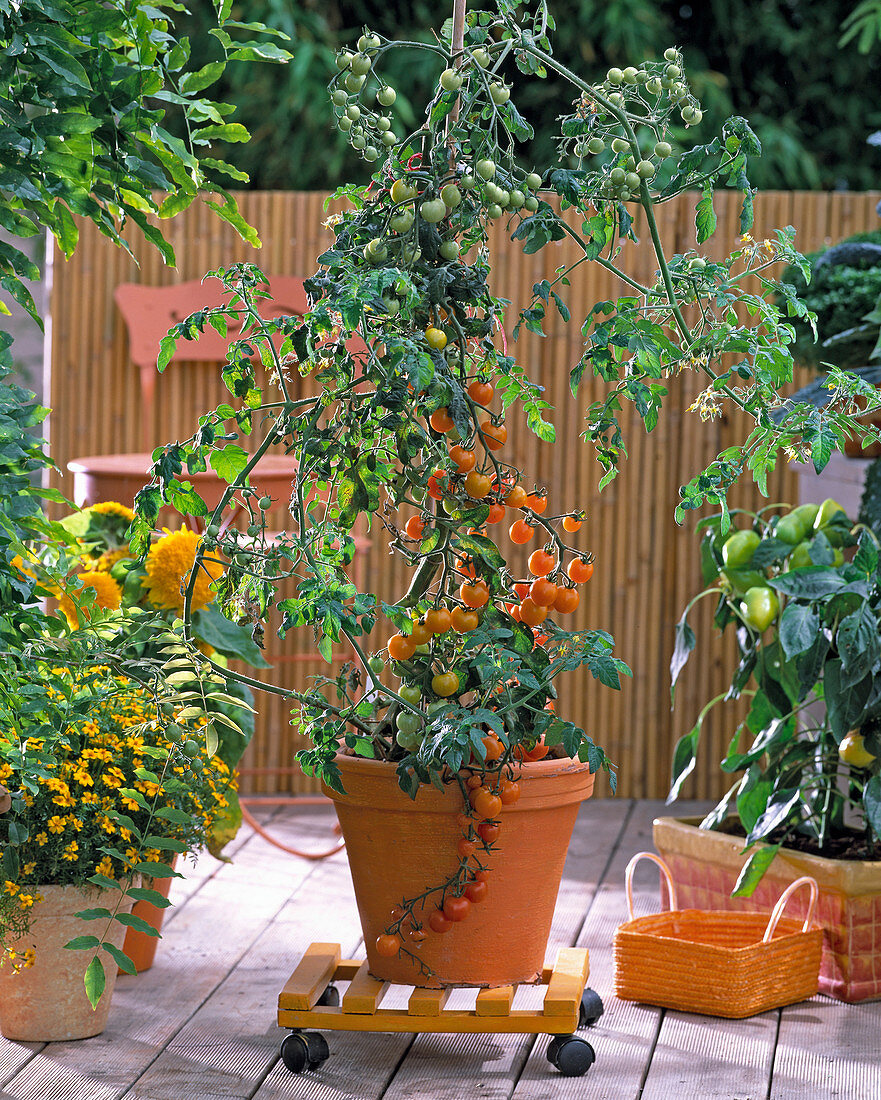 Tomate, Obsttomate 'Goldita' auf rollbarem Untersetzer