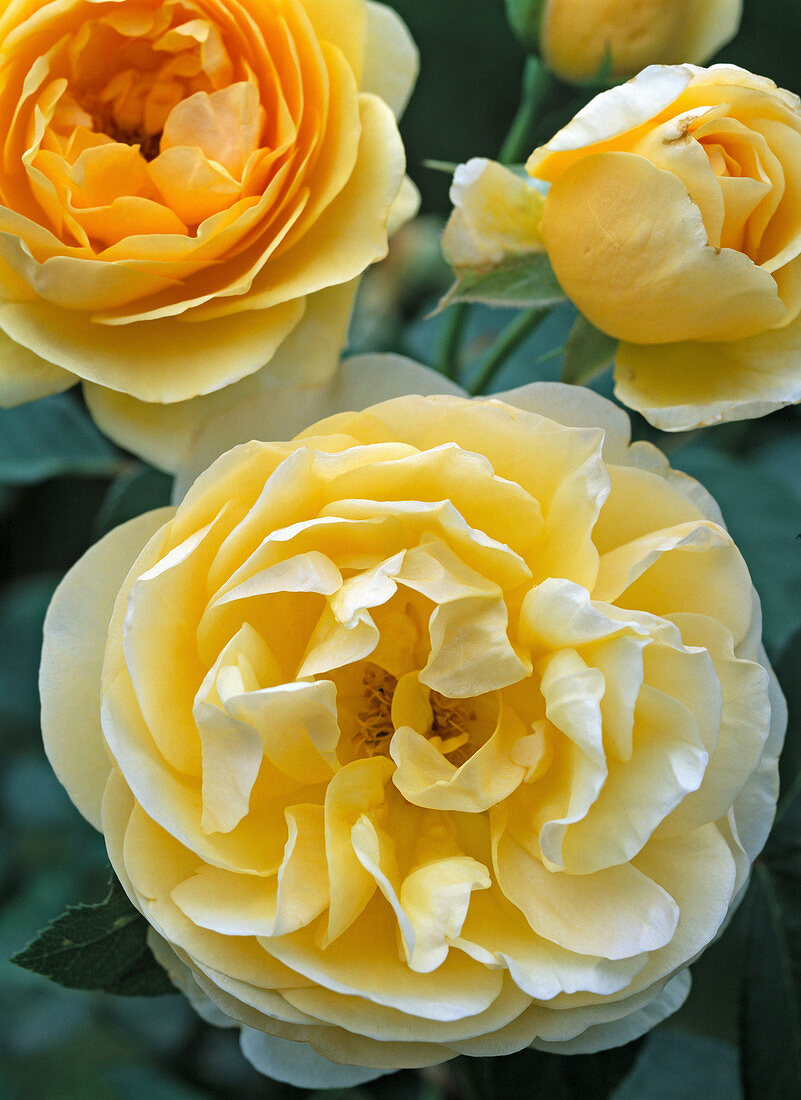 Rose 'Graham Thomas', (English rose, shrub rose) about 1.5 m