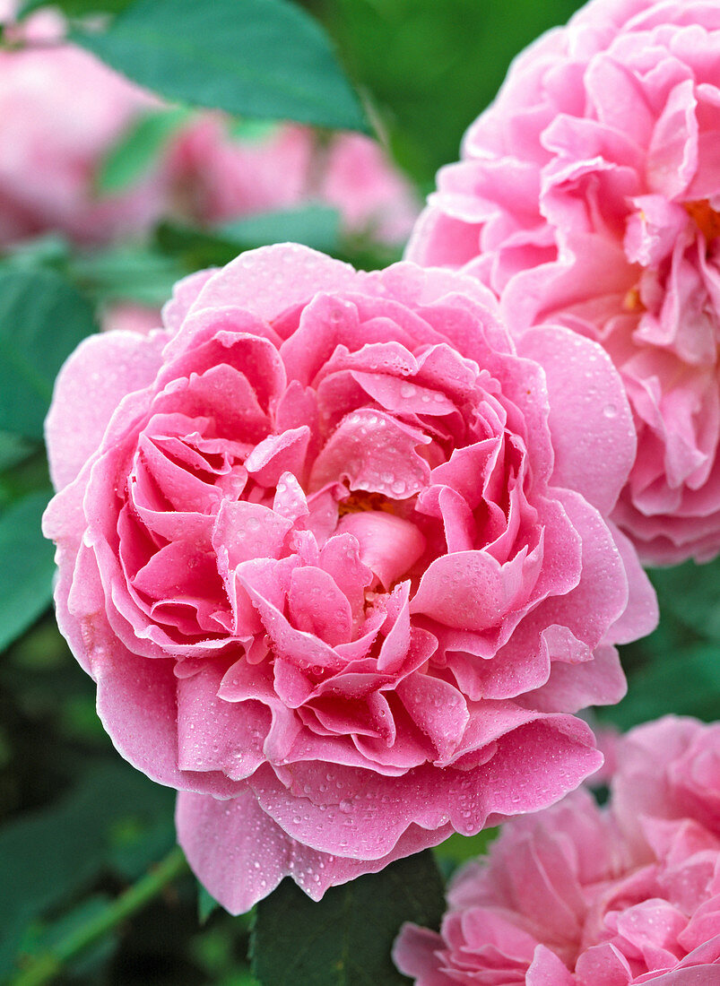 Rosa 'Mary Rose' - Engl. Rose - Strauchrose bis 1,25 m