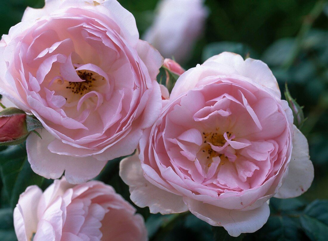 Rose 'Scepter d'Isle' (English rose, shrub rose) to 75 cm