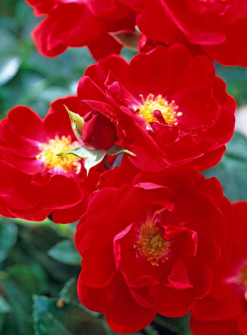 Pink 'Red Medley' (low bed rose)
