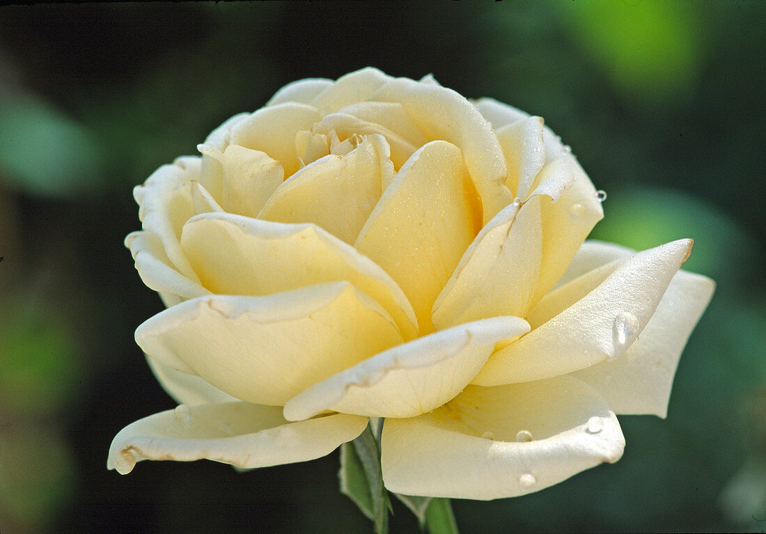 Rose 'Ambiente' (Edelrose)