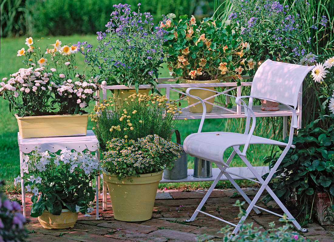 Terrasse mit Blumenbank- Nicotiana 'White' (Ziertabak)