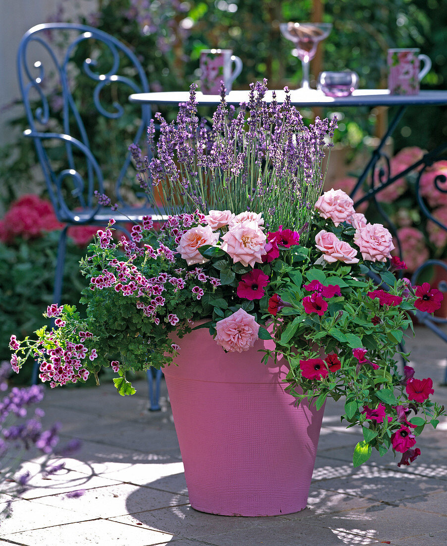 Pelargonium (Blattschmuckgeranie)