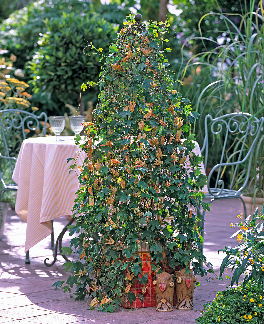 Passiflora aurantia (Passionsblume)