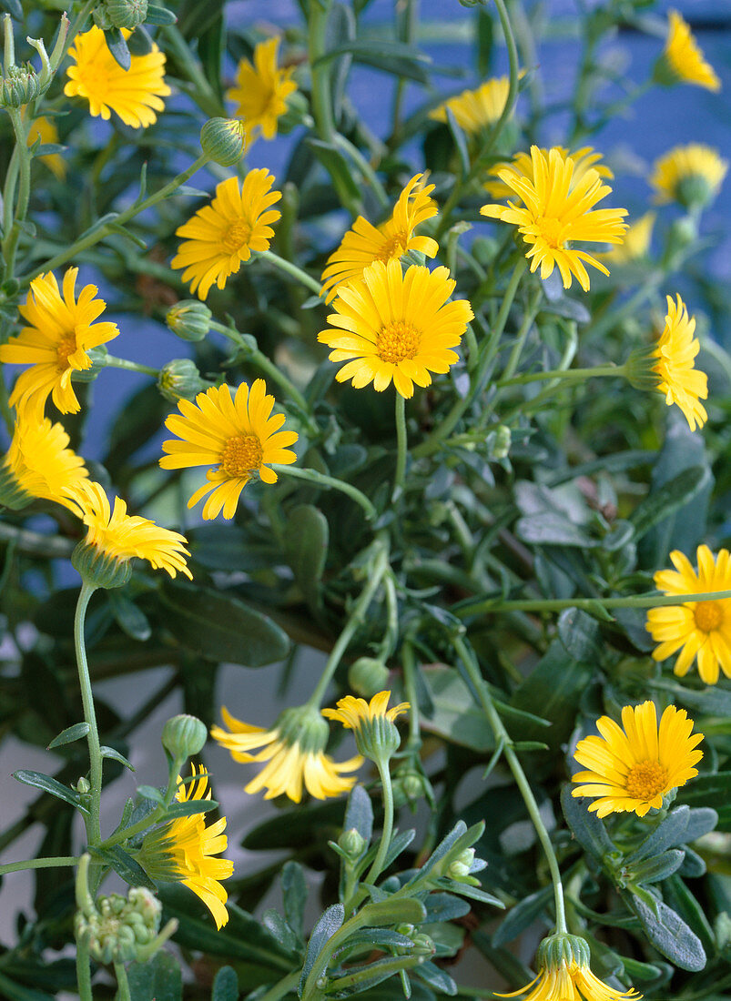 Calendula pendula 'Skyfire' (Hängende Ringelblume)