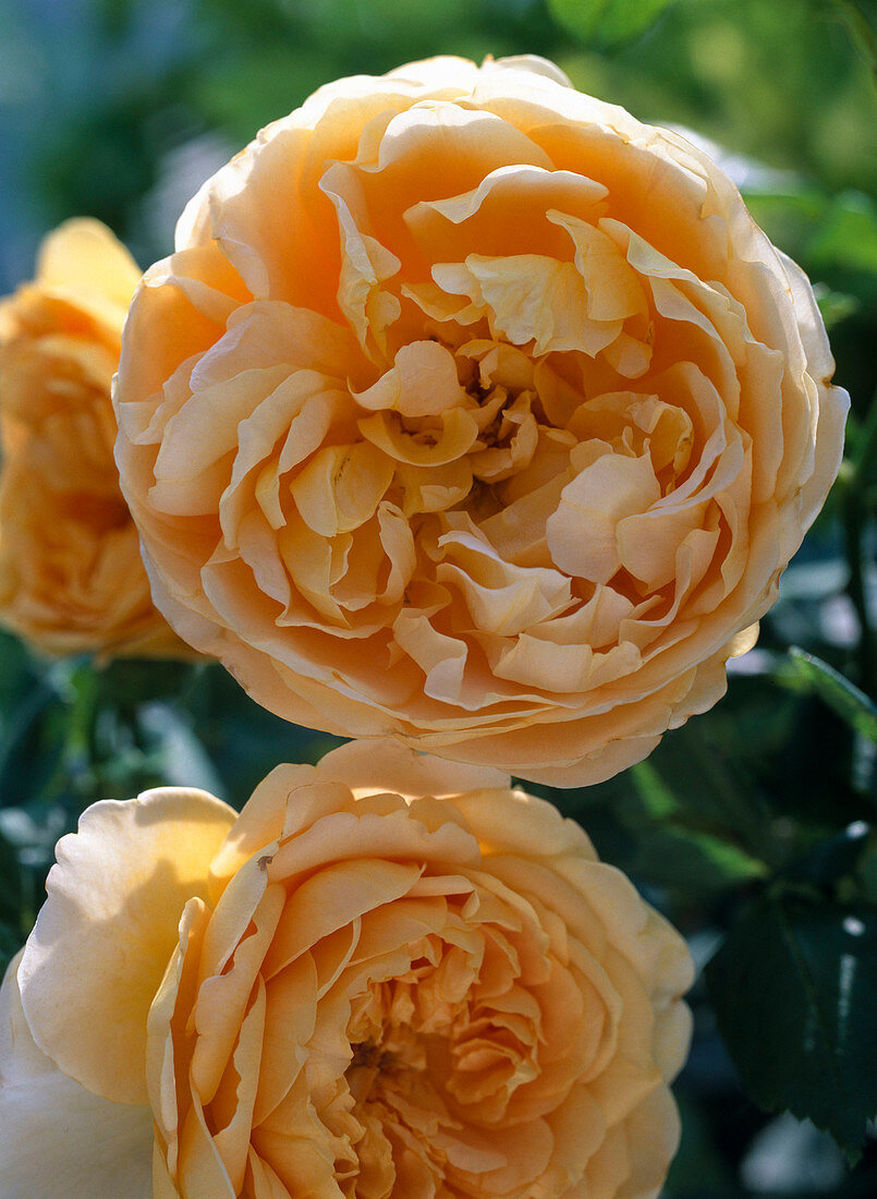 Rose 'Golden Celebration', English Rose