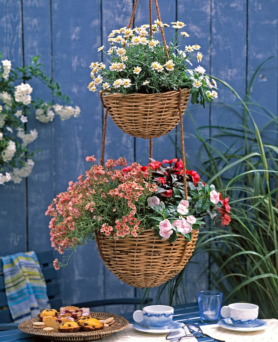 Ampeletagere from wicker baskets with Diascia barbarae