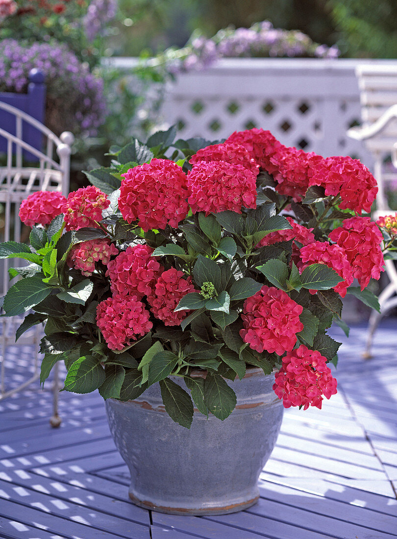 Hydrangea macrophylla / Hortensie