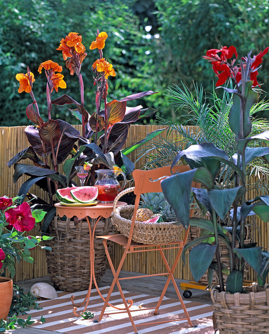South Seas flair with Canna indica 'Tropicana' (Indian flower tube)