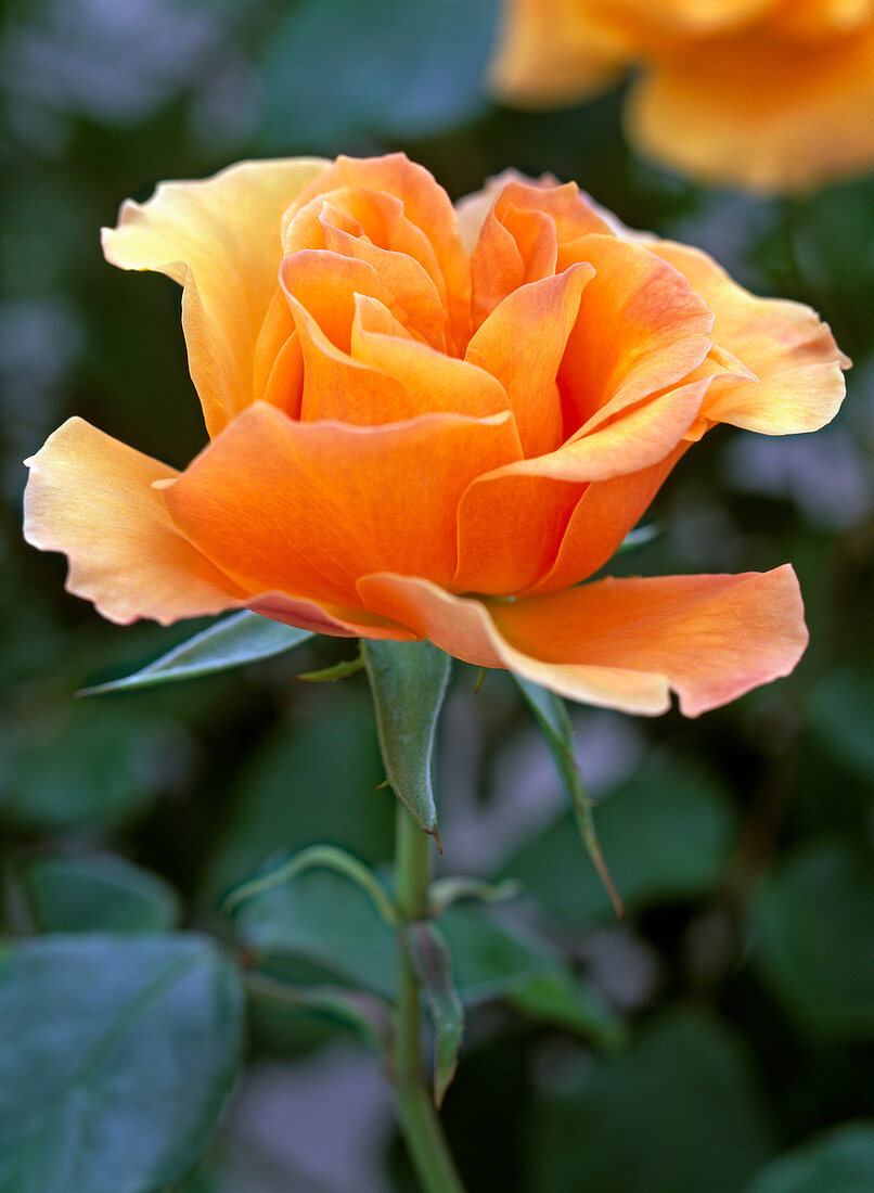 Rose 'Westzeit' (bed rose)