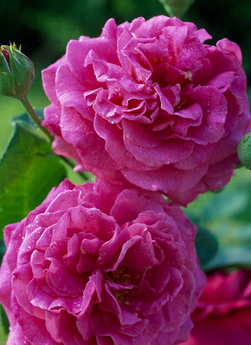 Rosa 'Chartreuse De Parme', rose ca. 80 cm high
