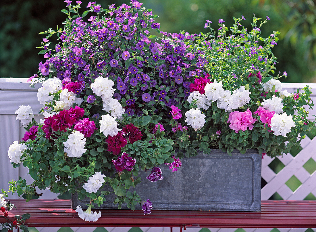 Tin Box Petunia Hybrid 'Double Piroutte', white, purple, rose