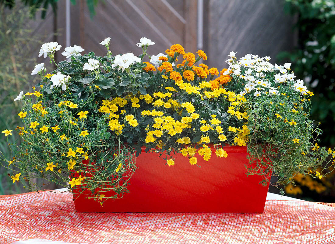 Blechkasten mit Chrysanthemum (gelb) hängend, Bidens