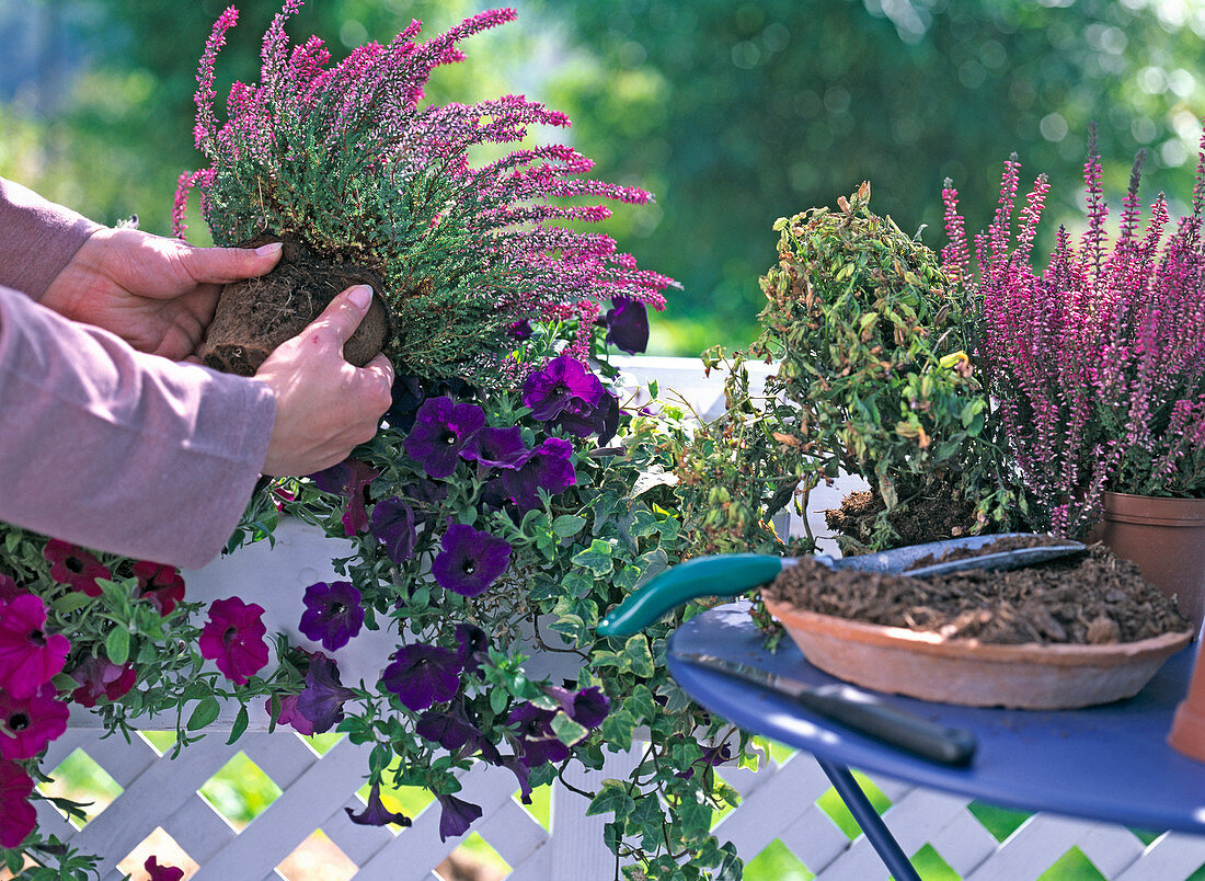 Verblühte Sommerblumen im Spätsommer austauschen. 3/3