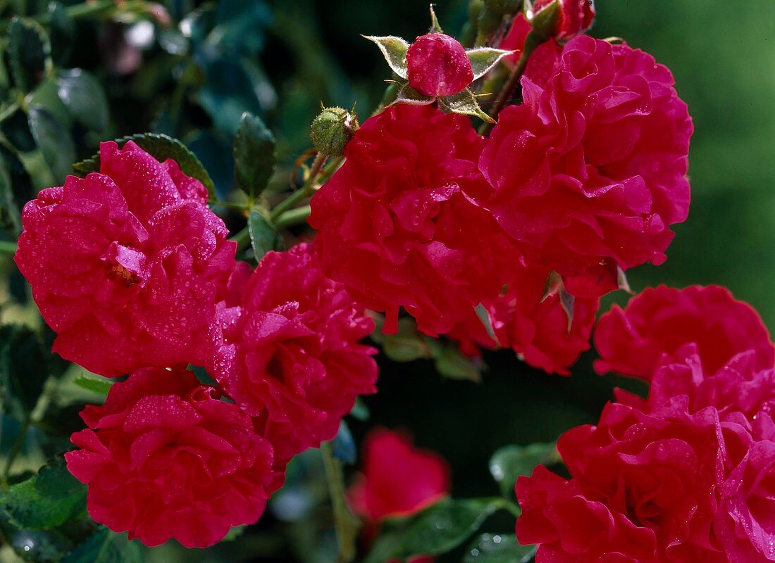 Rose 'Ondella'