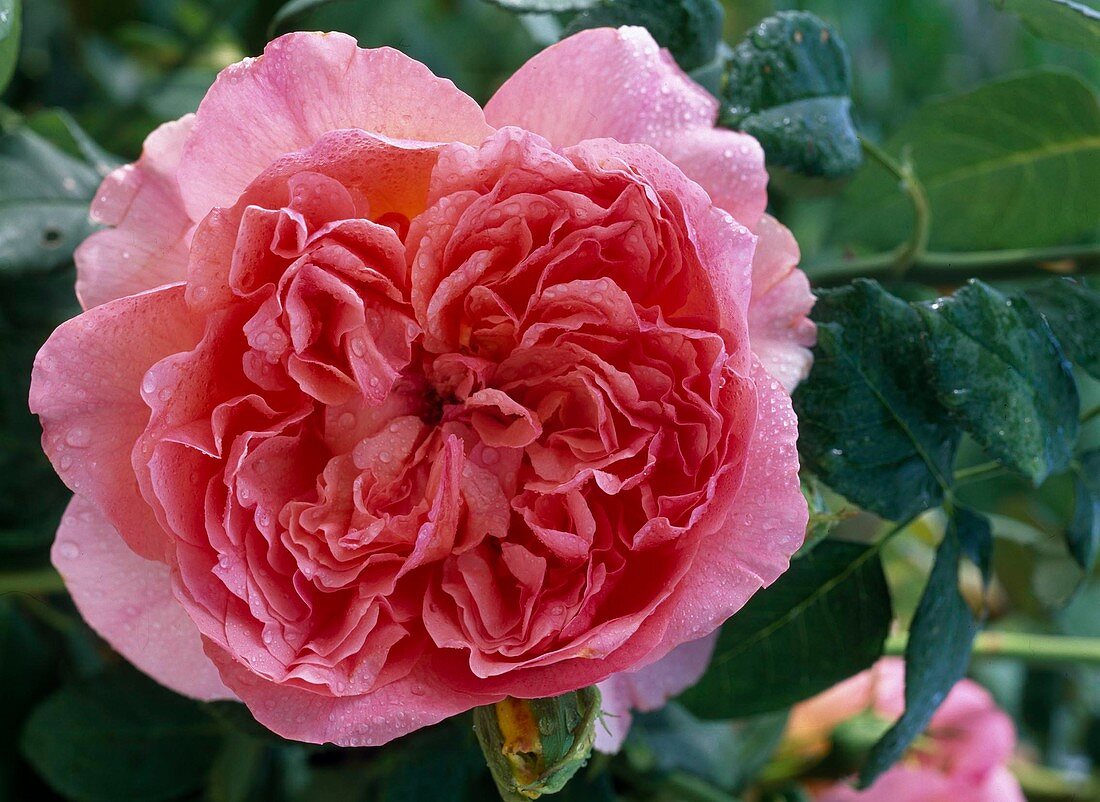 Rosa 'Papi Delbard'